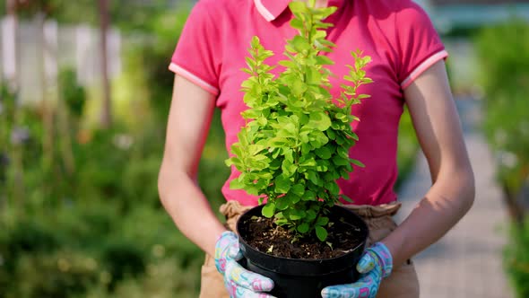 Close-up, Gardener Holding Small Barberry in Flowerpot, in Hands, Against Background of Greenhouse