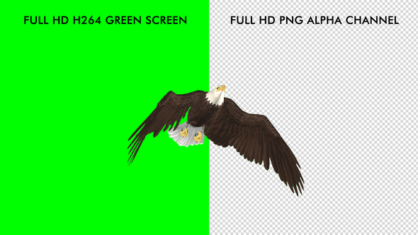 Eagle - Bald - Flying Transition 04 alt
