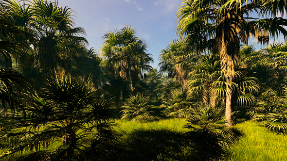Palm Forest alt