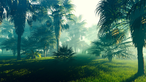 Palm Forest And The Sun