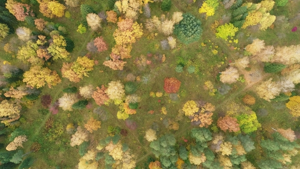 Deciduous Recreation Park in Bright Autumn Colors. Scenic Landscape, Aerial View