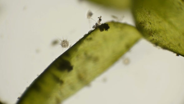 the Simplest Organisms of the Heliozoa Class, Similar To Radiolarians, Under a Microscope alt