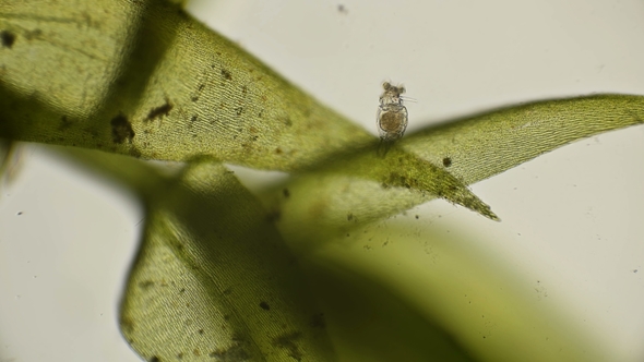 Rotifera Philodina Roseola Under the Microscope