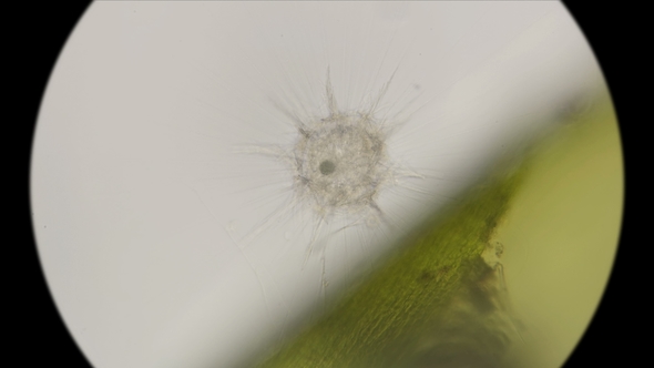 the Simplest Organisms of the Heliozoa Class, Similar To Radiolarians, Under a Microscope alt