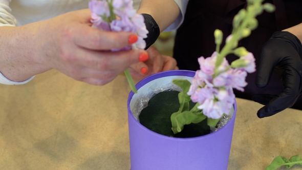 Florists Make Flower Composition Inside the Box