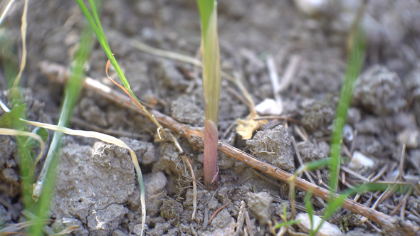 Ants Working At The Root Of Plants