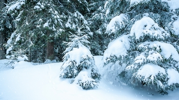 Beautiful Winter Landscape with Snow Covered Trees. Winter Mountains