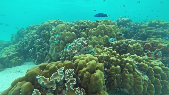 Brain Coral and Black Spotted Fish Underwater