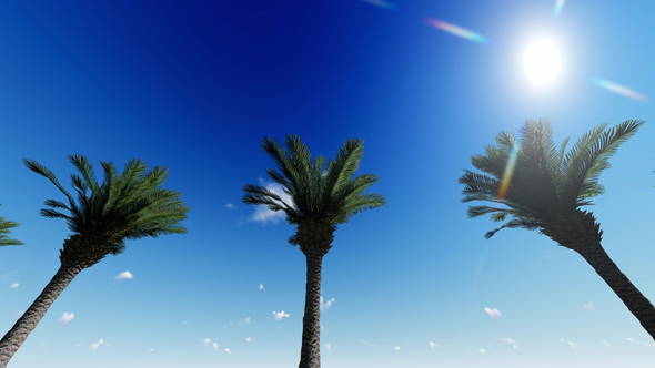 Street With Palm Trees alt