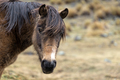 View of a Horse in Bolivia - PhotoDune Item for Sale