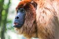 Red Howler Monkey Closeup - PhotoDune Item for Sale