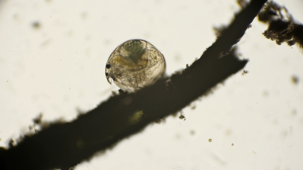 Bosmia Branchis with Microscope