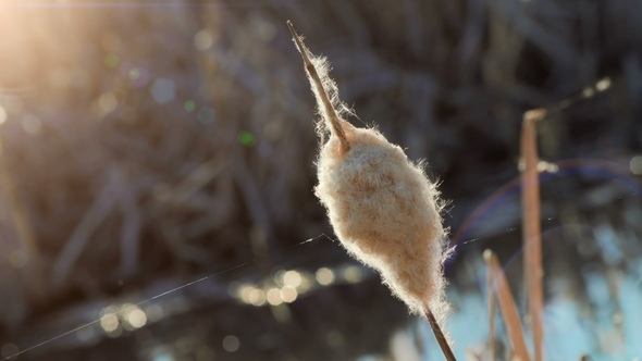 Bulrush Plant Trembling on Strong Wind Above Water Surface on a Pond