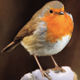 Robin Bird Song