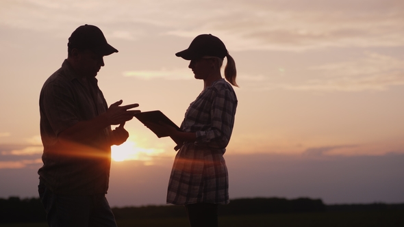 Man and Woman Farmers Communicate with Each Other. In the Evening at Sunset They Stand in the Field