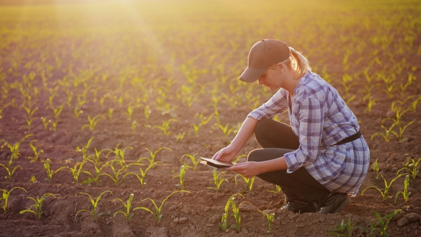 A Female Farmer Is Working in the Field at Sunset. Studying Plant Shoots, Photographing Them Using a
