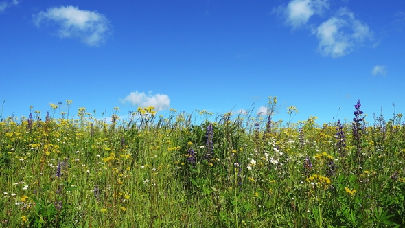 Beautiful Blooming Summer Field