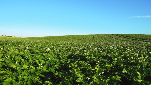 Blooming Potato Field, Plants Sway in a Wind