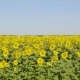 Field of Blossoming Sunflowers Against the Blue Sky - VideoHive Item for Sale