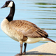 Canada Goose