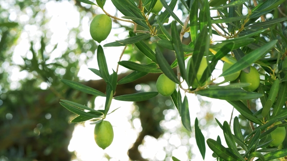 Green Olive Tree Against Sun Light