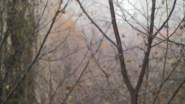 Dull Autumn Scene of Bare Trees and Snow with Rain