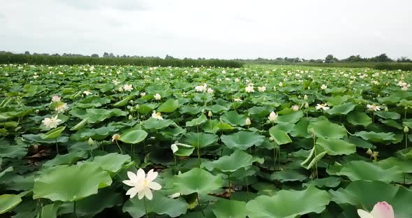 Lake of Lotuses. Pink Lotuses in the Water, Aerial View.