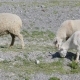 Group of Sheep Gazing, Walking and Resting on a Green Pasture in Altai Mountains. Siberia, Russia - VideoHive Item for Sale