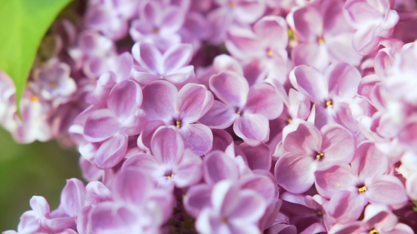 Blooming Lilac Flower . Camera Moving Along the Beauty Fragrant Tiny Lilac Flowers with a Shallow