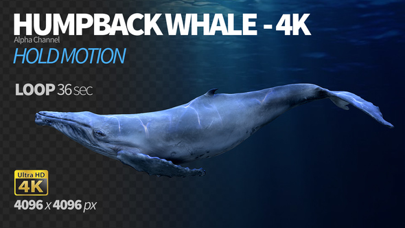 Humpback Whale 2 alt