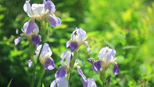 Irises Blooming on a Green Background. Spring Bouquet of Flowers