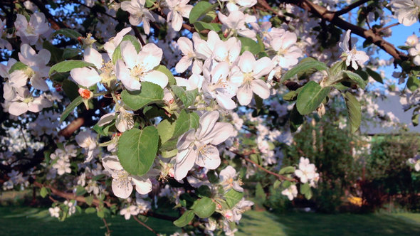 Blossoming Apple Tree