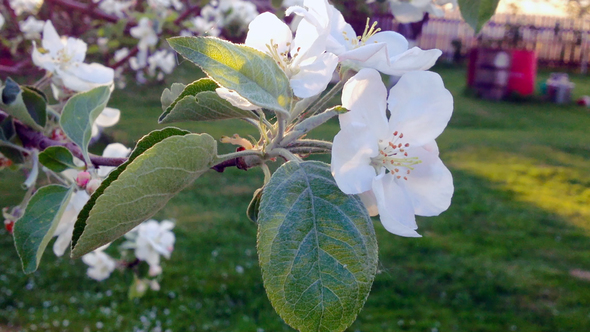 Blooming Apple Tree Flowers