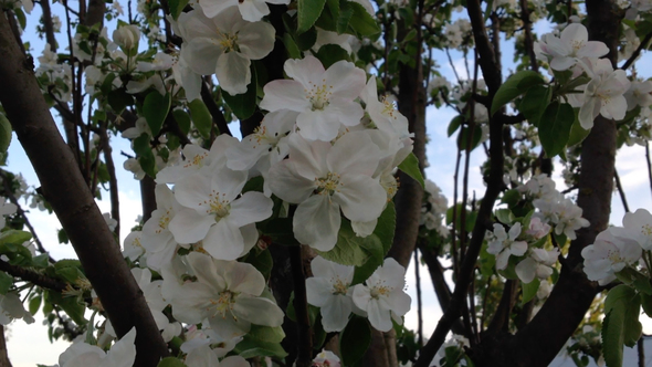 Flowers of Blossoming Apple Tree