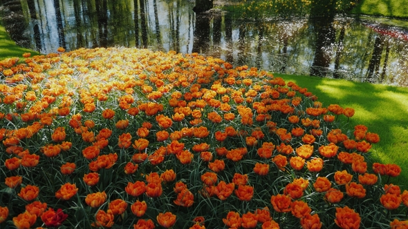 Calm River in a Beautiful Park. In the Foreground a Spring Flower Bed with Orange Tulips