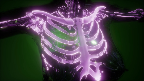 Human Body with Visible Skeletal Bones alt