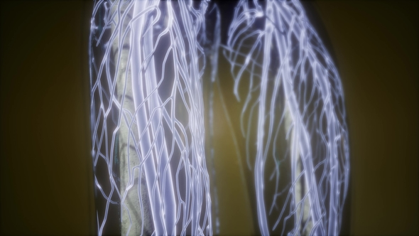 Human Body with Glow Blood Vessels alt