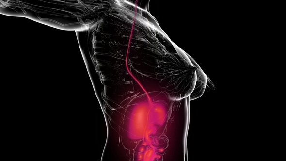 Human Body with Visible Digestive System alt