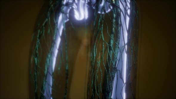 Human Body with Visible Skeletal Bones alt