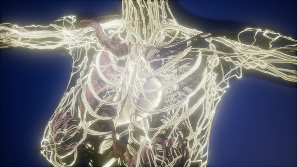 Human Body with Glow Blood Vessels alt