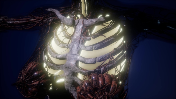Human Body with Visible Lungs alt