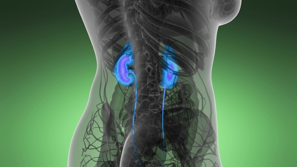 Anatomy Scan of Human Kidneys alt