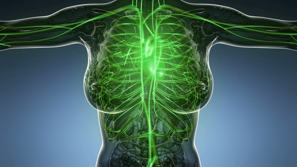 Human Body with Glow Blood Vessels alt