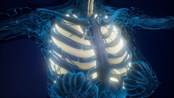 Human Body with Visible Lungs alt
