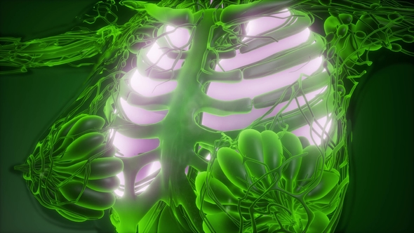 Human Body with Visible Lungs alt