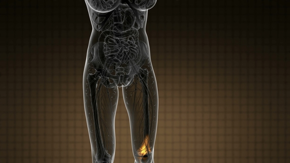 Knee Bones Anatomy alt