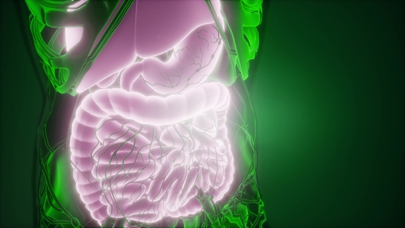 Human Body with Visible Digestive System alt
