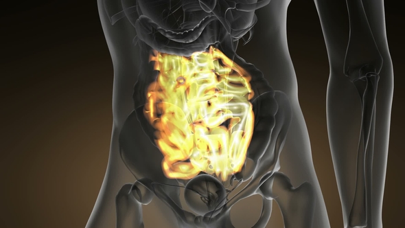 Anatomy Scan of Human Small Intestine alt