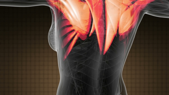 Human Muscle Anatomy alt