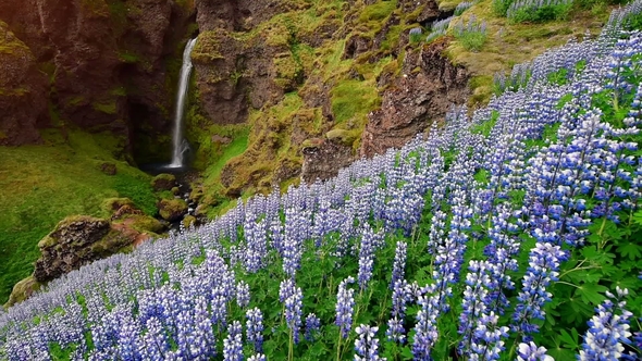 The Picturesque Landscapes of Forests and Mountains of Iceland. Wild Blue Lupine Blooming in Summer